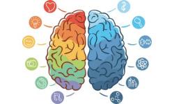 Как ведущее полушарие определяет нашу жизнь