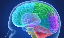 Почему наш мозг покрыт извилинами