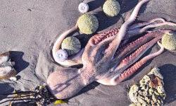 Природная катастрофа на Камчатке