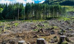 Человеческий фактор в жизни леса