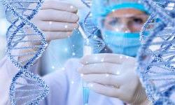 Генетический фактор, замедляющий старение