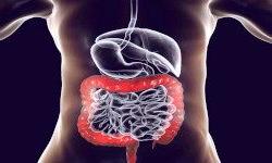 Формирование кишечника