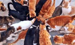 Айлурофилия