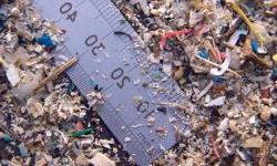 Микропластик обнаружен в плаценте