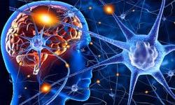 Что такое нейропластичность