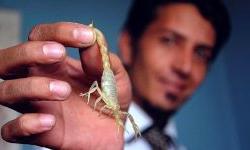 Яд скорпиона лечит от рака