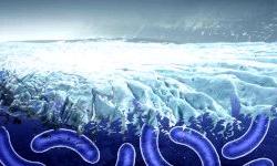 Чем опасны вирусы и бактерии, содержащиеся во льдах